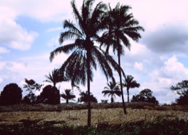 Santo Amaro da Purificação, Bahia